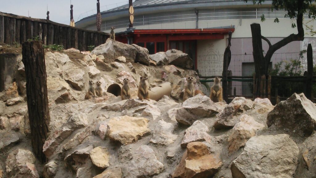 ハンガリー
ブダペスト
動物園
プレーリードッグ