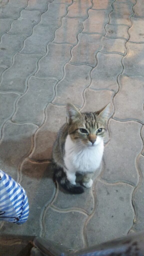 モロッコ
ワルザザード
食堂
猫