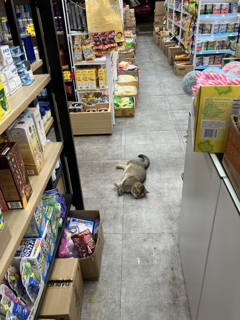 香港
油麻地
ドラッグストア
猫
