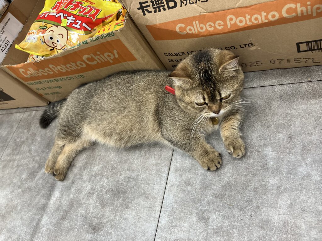 香港
油麻地
ドラッグストア
猫
看板猫