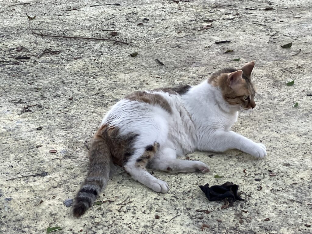 広州
越秀公園
野良ネコ
野良猫
